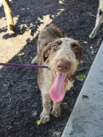 Jade, a female German Shorthaired Pointer and Poodle - Standard  for sale in Alexandria, IN – 2 of 3