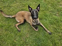 AKC Karma, a female Belgian Malinois for sale in Alexandria, IN – 6 of 8