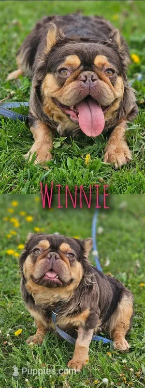 Winnie – French Bulldog puppy for sale in Alexandria, IN