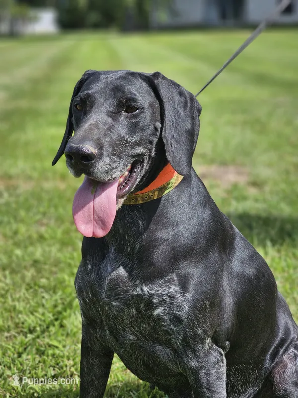 Harlow – German Shorthaired Pointer puppy for sale in Alexandria, IN