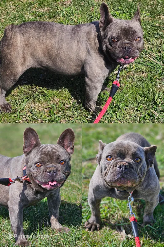 Cashew – French Bulldog puppy for sale in Alexandria, IN