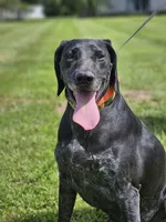 Harlow, a female German Shorthaired Pointer for sale in Alexandria, IN – 4 of 5