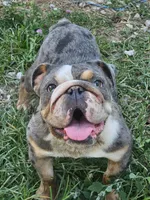 Midge, a female English Bulldog for sale in Alexandria, IN – 6 of 9