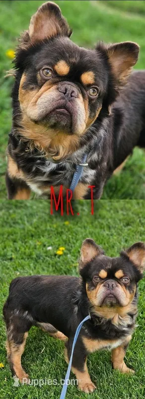 Mr. T – French Bulldog puppy for sale in Alexandria, IN