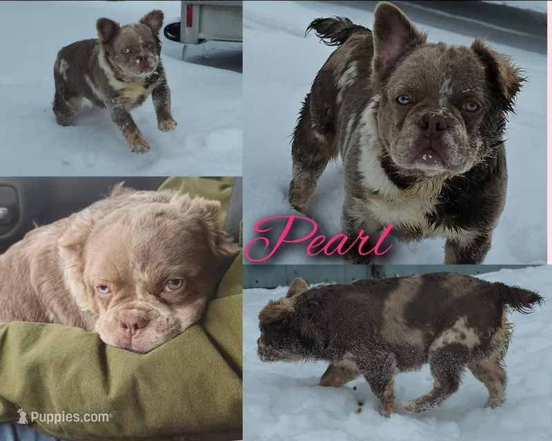 Fluffy Female Frenchie Puppy  – French Bulldog puppy for sale in Alexandria, IN