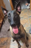 AKC Karma, a female Belgian Malinois for sale in Alexandria, IN – 3 of 8