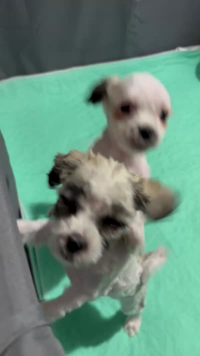 Banner, a male Mal Shi for sale in Greenville, PA – 4 of 4