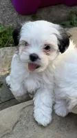 Banner, a male Mal Shi for sale in Greenville, PA – 1 of 4