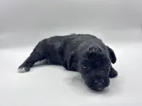 Lucas, a male Poodle - Toy  for sale in Sumter, SC – Photo 10 of 10