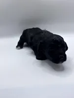 Lucas, a male Poodle - Toy  for sale in Sumter, SC – Photo 8 of 10