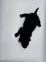 Lucas, a male Poodle - Toy  for sale in Sumter, SC – Photo 5 of 10