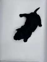 Lucas, a male Poodle - Toy  for sale in Sumter, SC – Photo 3 of 10