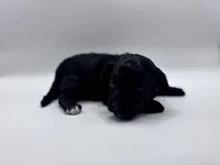 Lucas, a male Poodle - Toy  for sale in Sumter, SC – Photo 2 of 10