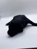 Lucas, a male Poodle - Toy  for sale in Sumter, SC – Photo 4 of 10