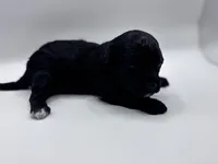 Lucas, a male Poodle - Toy  for sale in Sumter, SC – Photo 6 of 10