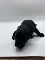 Lucas, a male Poodle - Toy  for sale in Sumter, SC – Photo 9 of 10