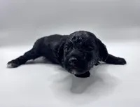 Lucas, a male Poodle - Toy  for sale in Sumter, SC – Photo 7 of 10