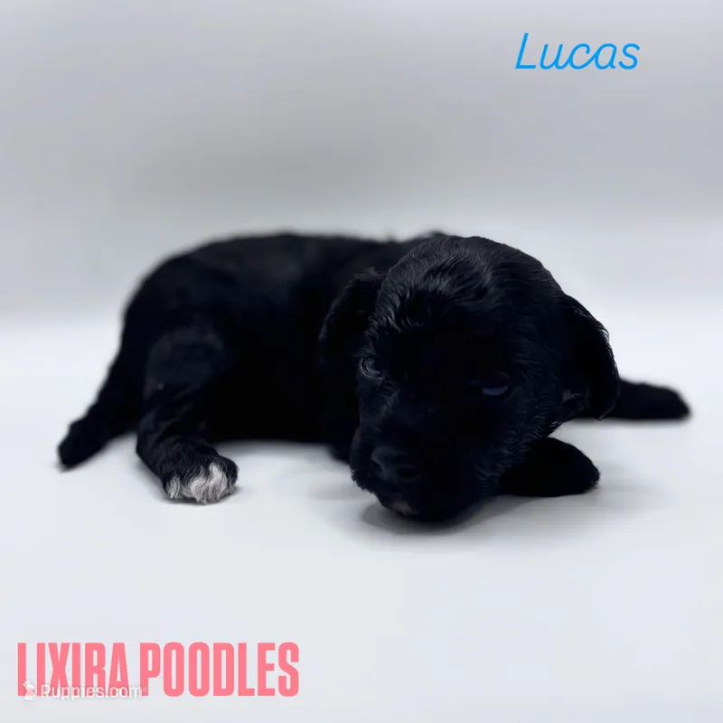 Lucas