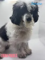 Domino, a male Poodle - Toy  for sale in Sumter, SC – Photo 4 of 10