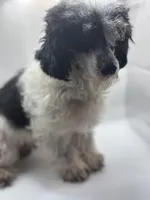 Domino, a male Poodle - Toy  for sale in Sumter, SC – Photo 7 of 10