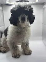 Domino, a male Poodle - Toy  for sale in Sumter, SC – Photo 9 of 10