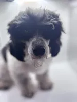 Domino, a male Poodle - Toy  for sale in Sumter, SC – Photo 5 of 10