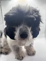 Domino, a male Poodle - Toy  for sale in Sumter, SC – Photo 10 of 10