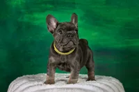 Daisey, a female French Bulldog for sale in Tarpon Springs, FL – Photo 3 of 4