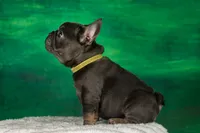 Daisey, a female French Bulldog for sale in Tarpon Springs, FL – Photo 4 of 4