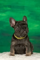 Daisey, a female French Bulldog for sale in Tarpon Springs, FL – Photo 1 of 4