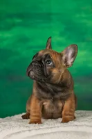 Heidy, a female French Bulldog for sale in Tarpon Springs, FL – Photo 3 of 4