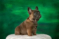 Rose, a female French Bulldog for sale in Tarpon Springs, FL – Photo 1 of 5