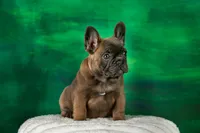 Rose, a female French Bulldog for sale in Tarpon Springs, FL – Photo 5 of 5