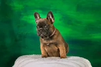 Rose, a female French Bulldog for sale in Tarpon Springs, FL – Photo 3 of 5