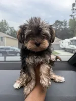 Jasper, a male Yorkshire Terrier for sale in Florence, SC – 3 of 3