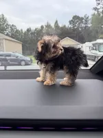 Lola, a female Yorkshire Terrier for sale in Florence, SC – 2 of 2