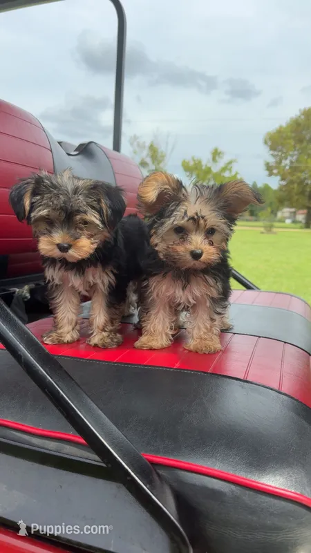 Jasper – Yorkshire Terrier puppy for sale in Florence, SC