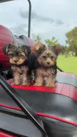 Jasper, a male Yorkshire Terrier for sale in Florence, SC – 1 of 3