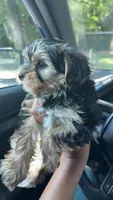 Jasper, a male Yorkshire Terrier for sale in Florence, SC – 2 of 3