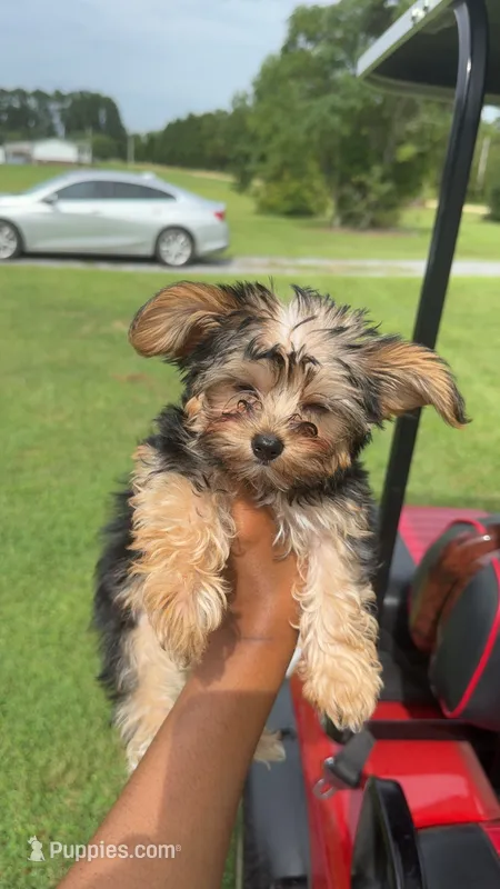Lola – Yorkshire Terrier puppy for sale in Florence, SC