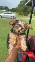 Lola, a female Yorkshire Terrier for sale in Florence, SC – 1 of 2