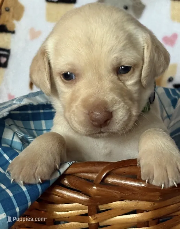 Yellow male – Labrador Retriever puppy for sale in Bloomville, OH