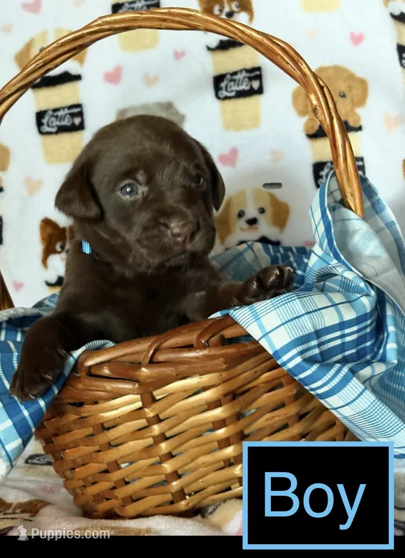 Chocolate male – Labrador Retriever puppy for sale in Bloomville, OH