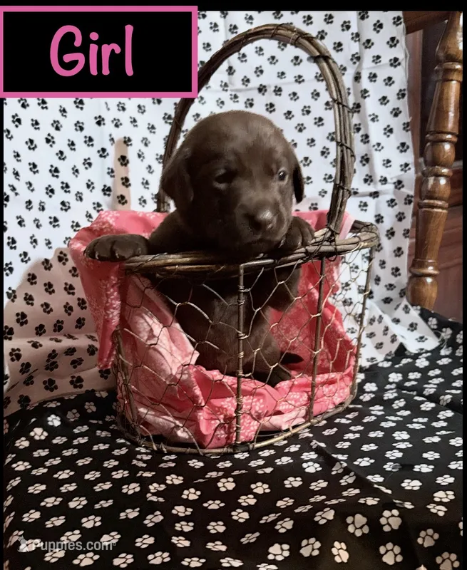 Chocolate female  – Labrador Retriever puppy for sale in Bloomville, OH