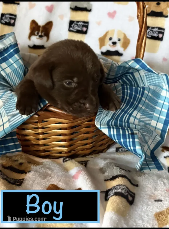Chocolate male – Labrador Retriever puppy for sale in Bloomville, OH