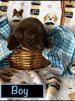 Chocolate male, a male Labrador Retriever for sale in Bloomville, OH – 1 of 1