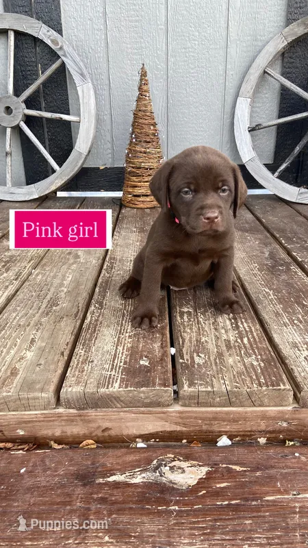 Chocolate female  – Labrador Retriever puppy for sale in Bloomville, OH