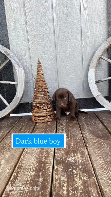 Chocolate male – Labrador Retriever puppy for sale in Bloomville, OH