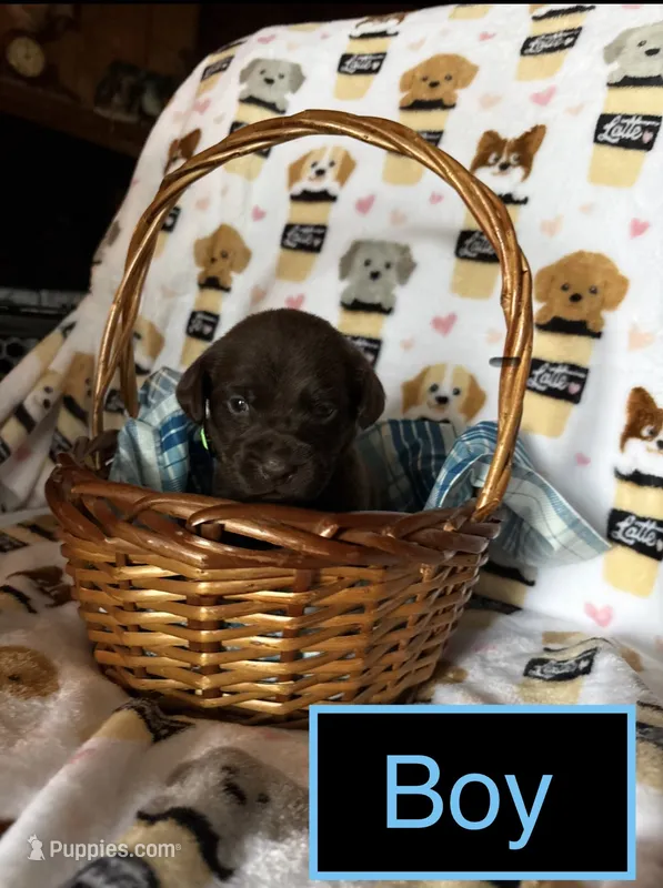 Chocolate male – Labrador Retriever puppy for sale in Bloomville, OH