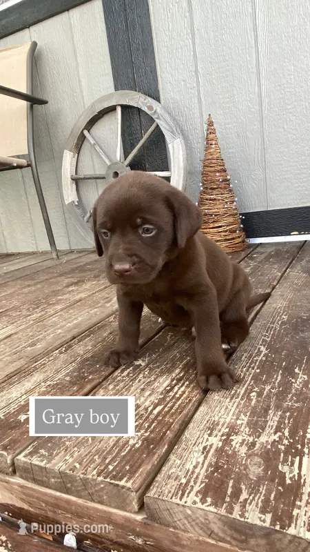 Chocolate male – Labrador Retriever puppy for sale in Bloomville, OH
